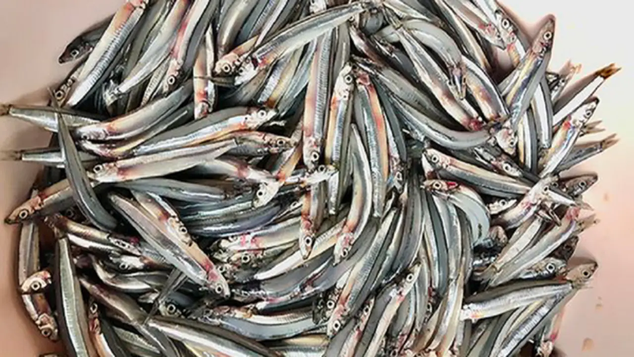 2 loại cá rẻ bèo ở chợ Việt nhưng “cực tốt” cho sức khỏe