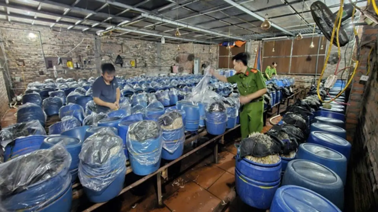 Bắc Ninh: 3 chủ cơ sở dùng 'nước kẹo' độc hại để sản xuất giá đỗ