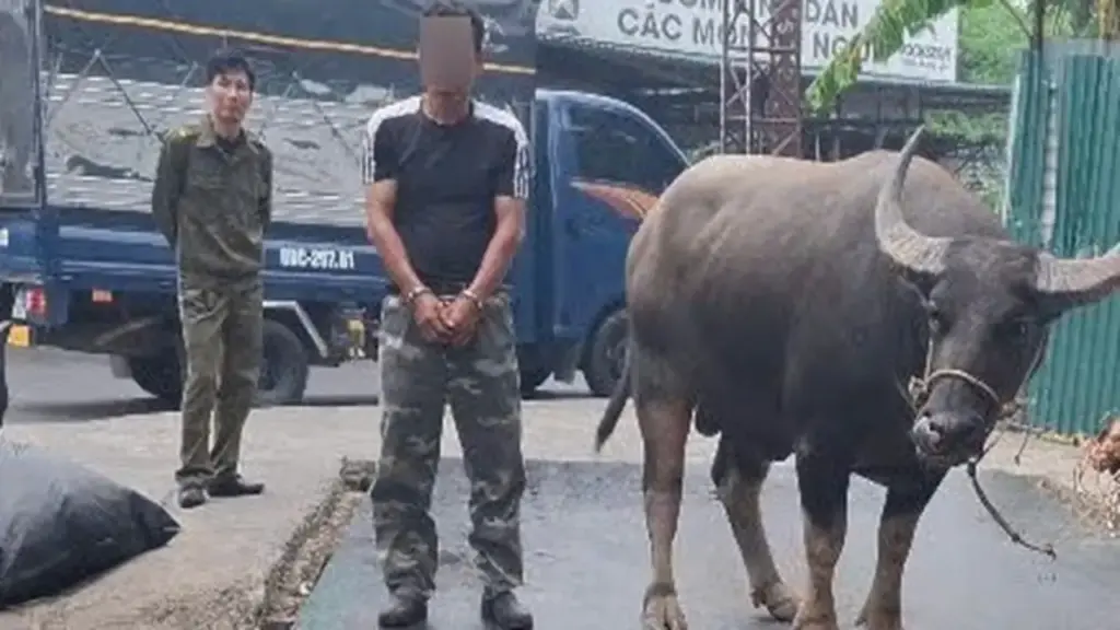 Bắt đối tượng mang ô tô tải đi trộm 4 con trâu ở Phú Thọ