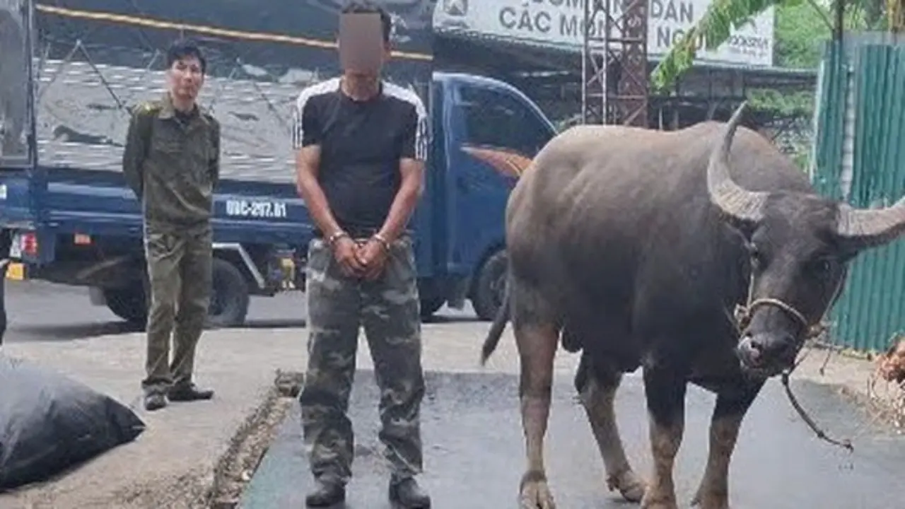 Bắt đối tượng mang ô tô tải đi trộm 4 con trâu ở Phú Thọ