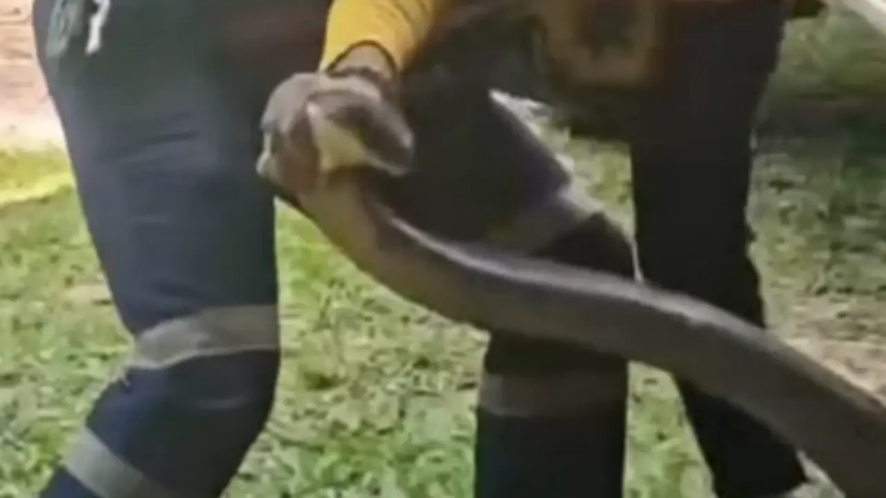 Bắt sống rắn hổ mang chúa khổng lồ dài 4 mét ẩn nấp trong xe