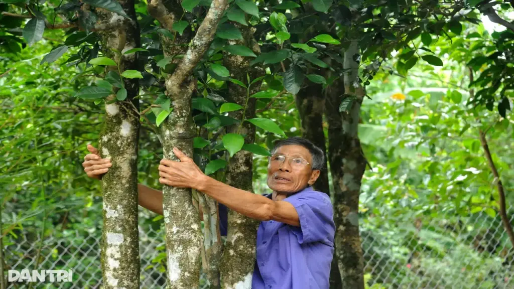 “Báu vật” trăm tuổi ở căn cứ thành Tân Sở