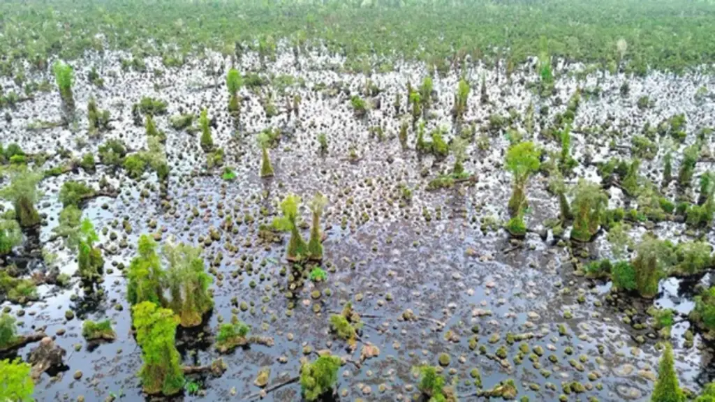 Cà Mau mời giới khoa học tìm nguyên nhân rừng U Minh Hạ bị suy thoái