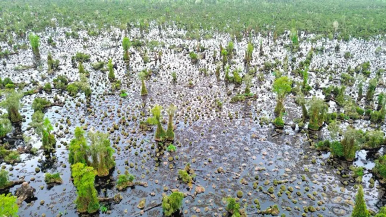 Cà Mau mời giới khoa học tìm nguyên nhân rừng U Minh Hạ bị suy thoái