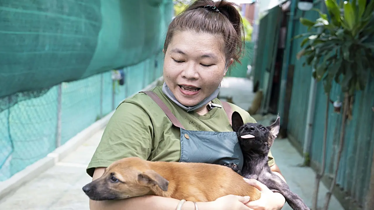 Cánh cổng xanh giản dị 'cưu mang' những chú chó bé bỏng