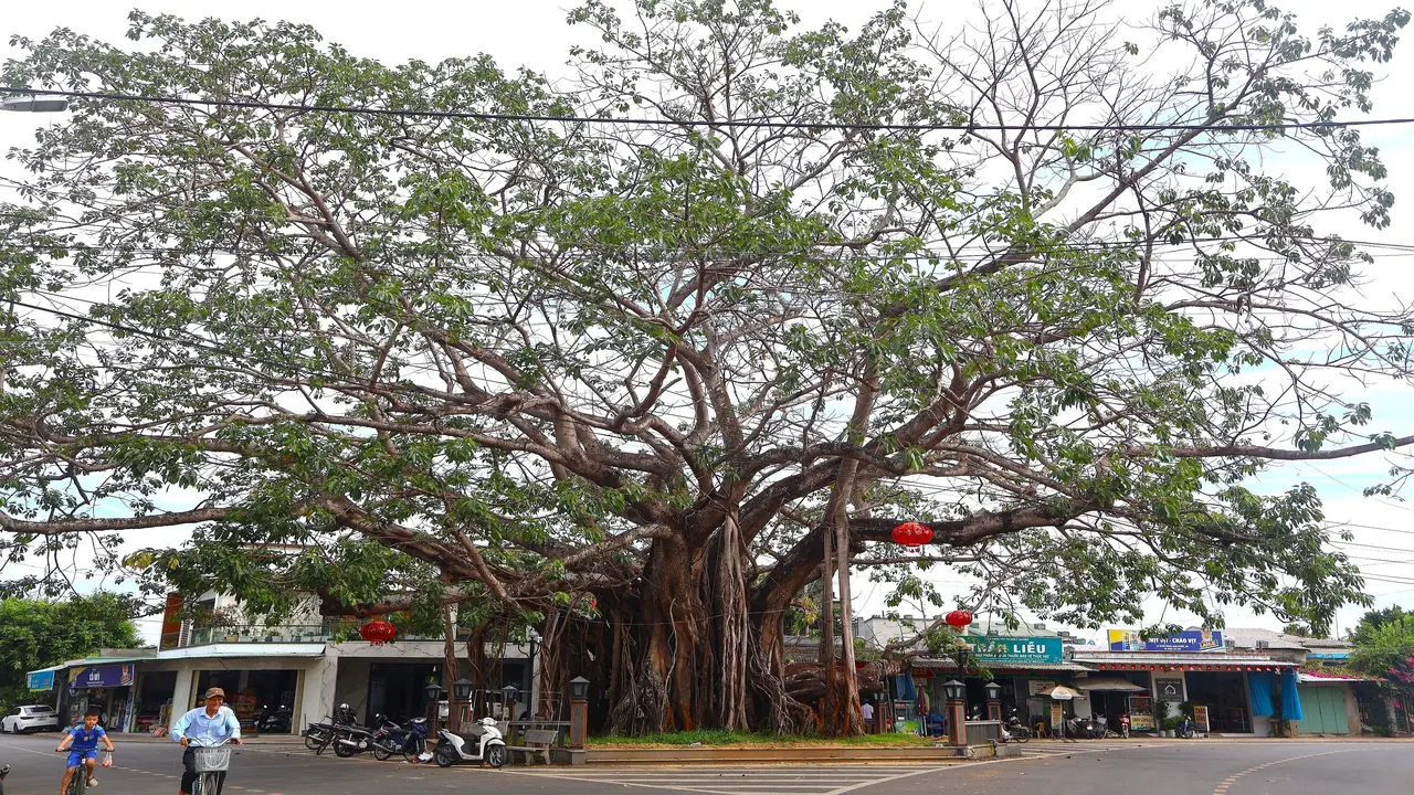 Cây đa đặc biệt ở ngôi làng còn lưu giữ 32 sắc phong vua ban