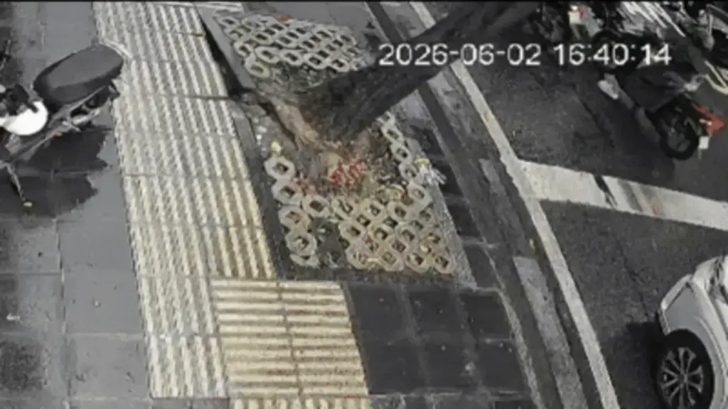 Cây đổ đè hai ôtô ở trung tâm TP HCM