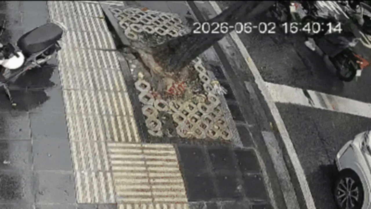 Cây đổ đè hai ôtô ở trung tâm TP HCM