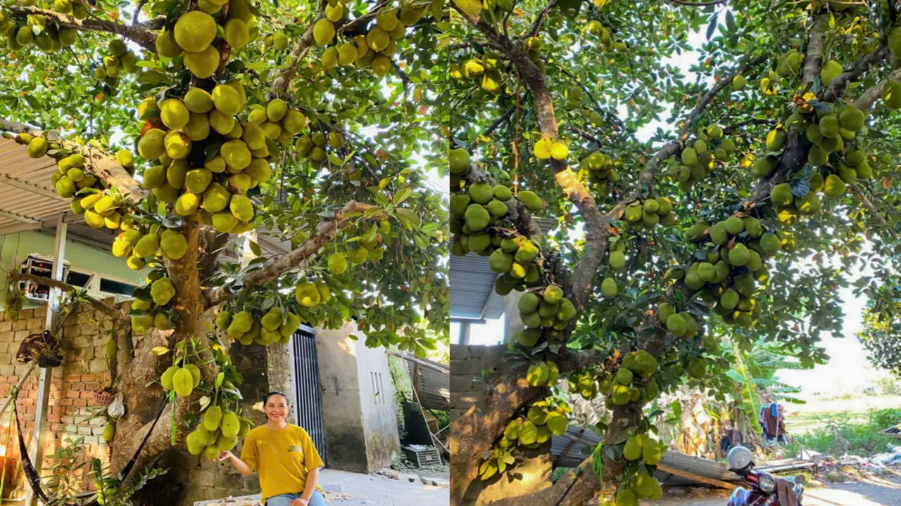 Cây mít hàng trăm quả từ gốc đến ngọn, “đẻ” cả chục triệu đồng cho gia chủ