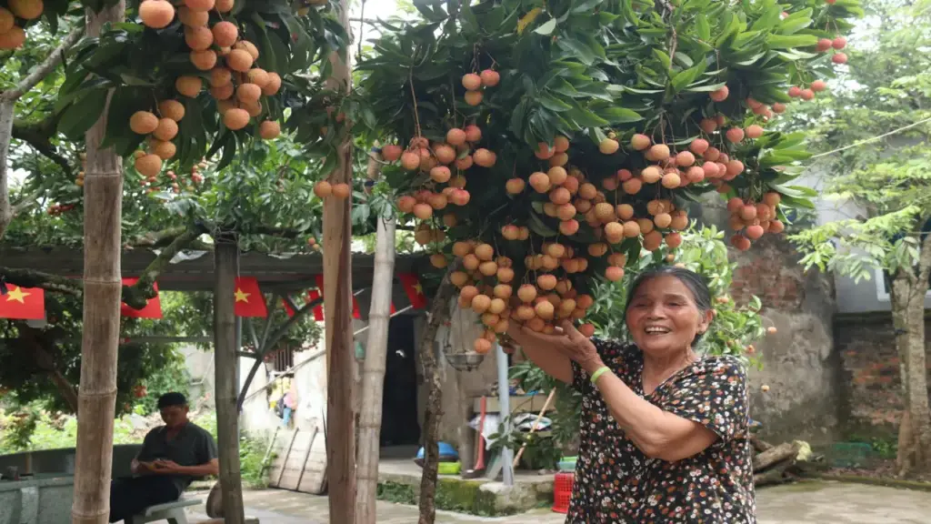 Cây vải cổ thụ 150 năm, gia chủ Hải Phòng thu hoạch 5 tạ quả