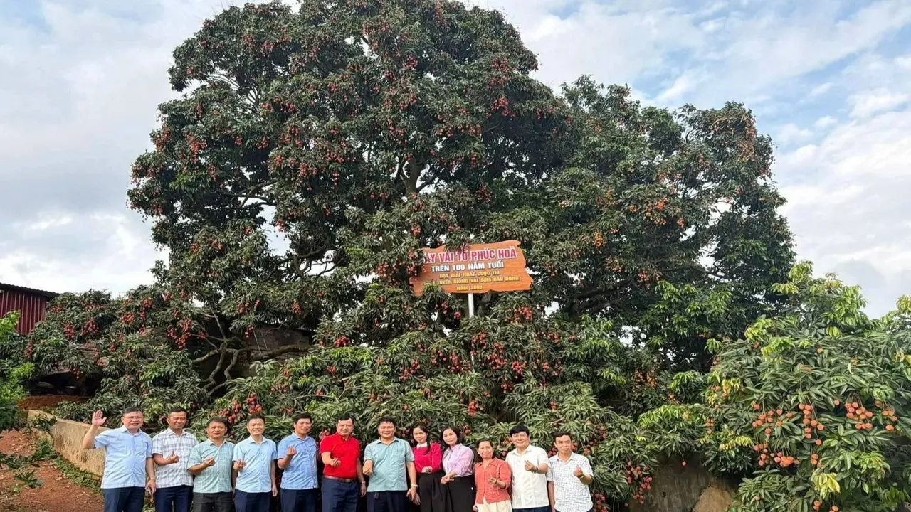 Cây vải cổ thụ trăm tuổi, gia chủ ở Bắc Ninh thuê cần cẩu thu 8 tạ quả
