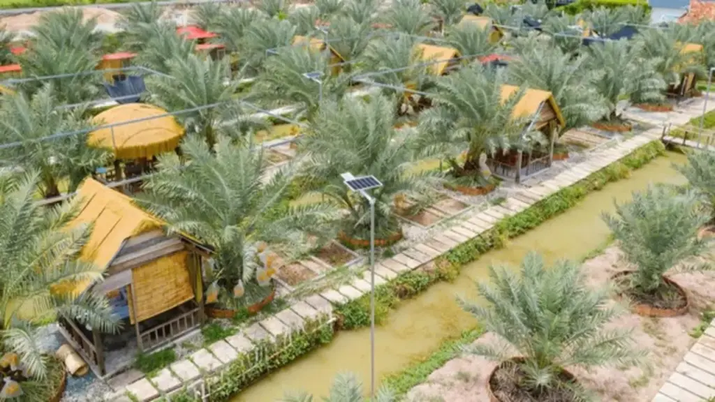 Chàng trai miền Tây biến vườn chà là ở vùng biên thành điểm du lịch hấp dẫn