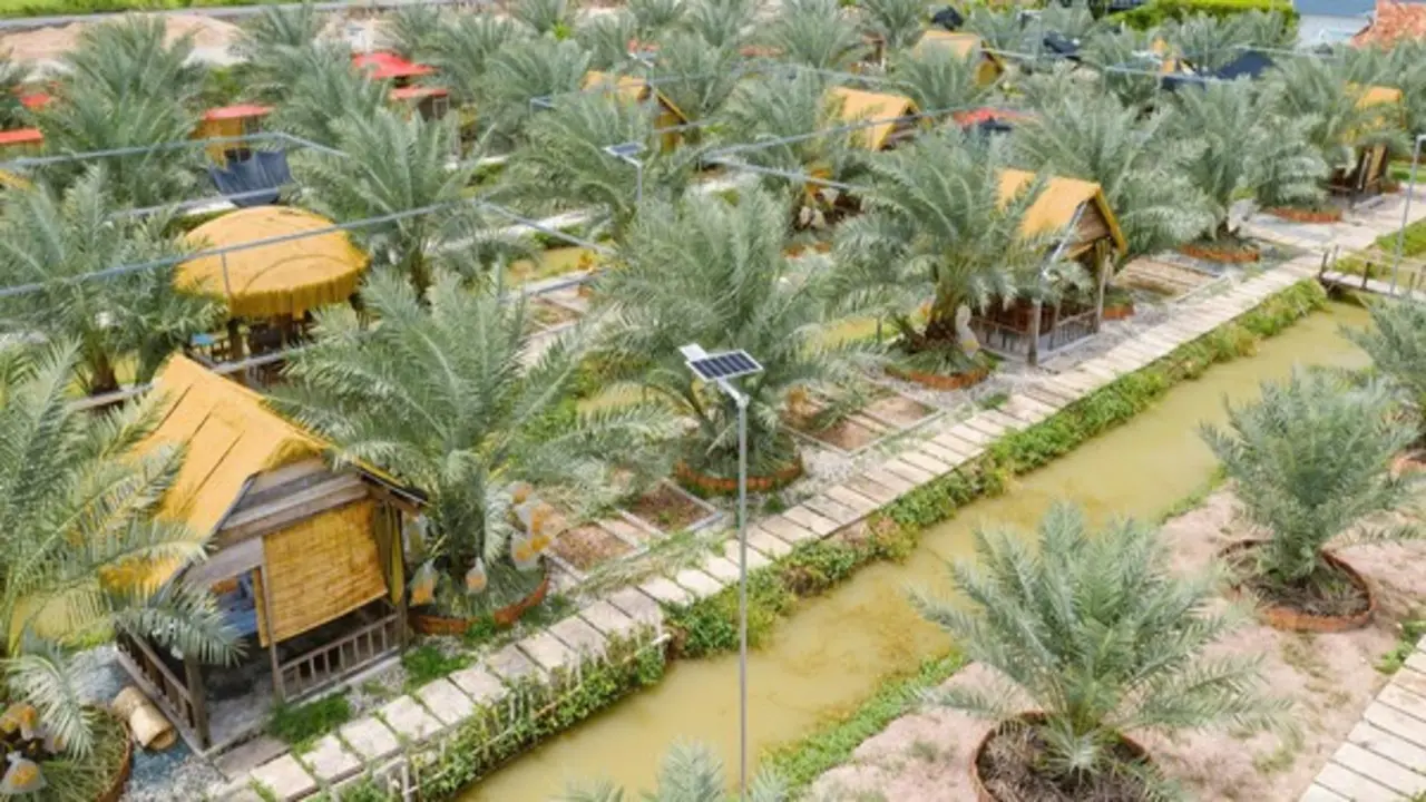 Chàng trai miền Tây biến vườn chà là ở vùng biên thành điểm du lịch hấp dẫn