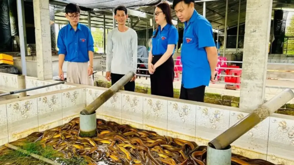 Chàng trai miền Tây nuôi lươn thu lãi cao nhờ 'bí quyết' này