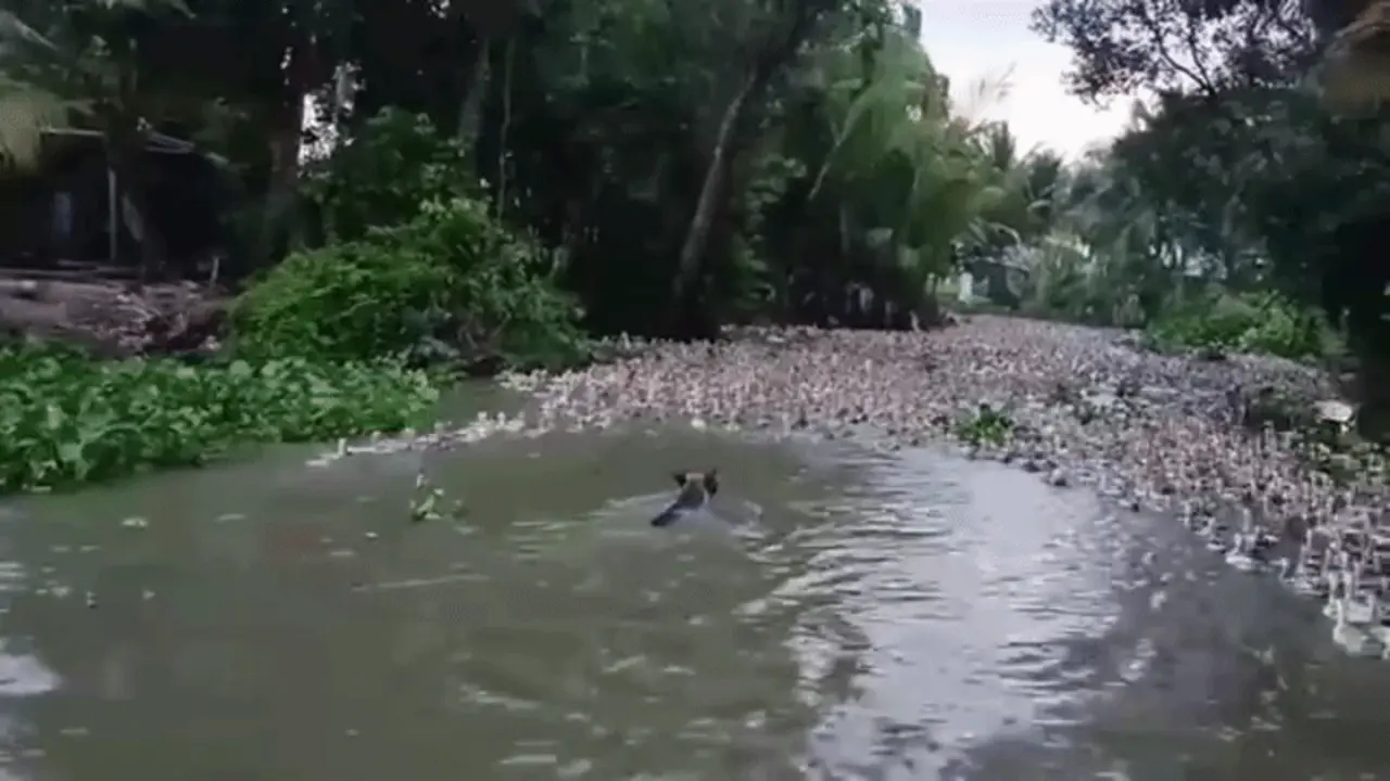 Chó cưng bơi dưới sông chăn hàng nghìn con vịt