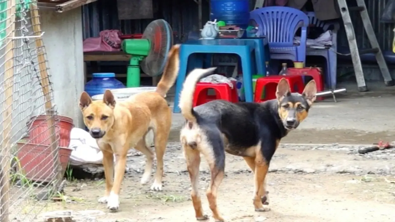 Chó mắc bệnh dại cắn 12 người ở Đồng Nai