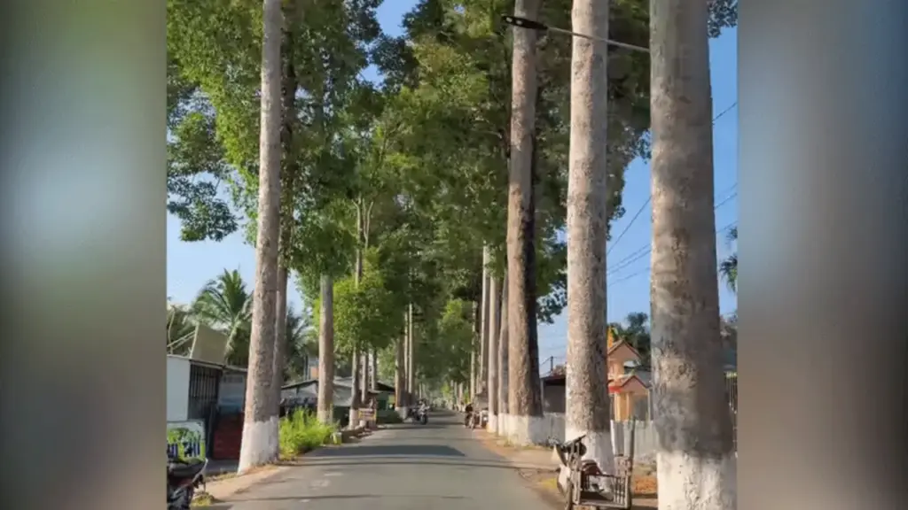 Con đường hàng cây cổ thụ ở Bến Tre gây 'bão mạng'
