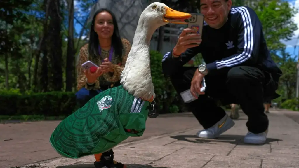 Con vịt mặc áo tuyển Mexico gây sốt giữa World Cup
