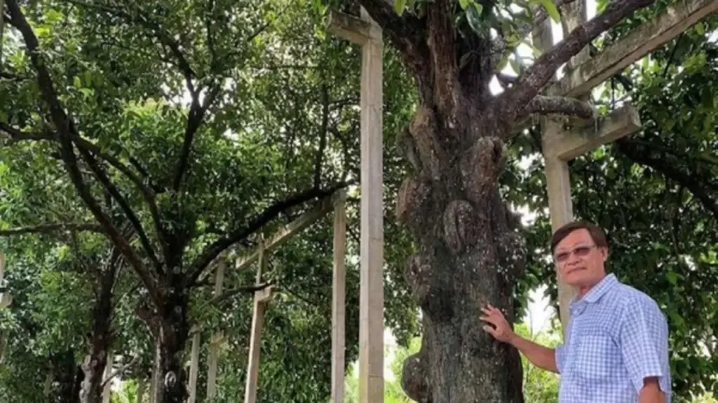 Cù lao Phong Nẫm không chỉ độc lạ măng cụt 100 tuổi