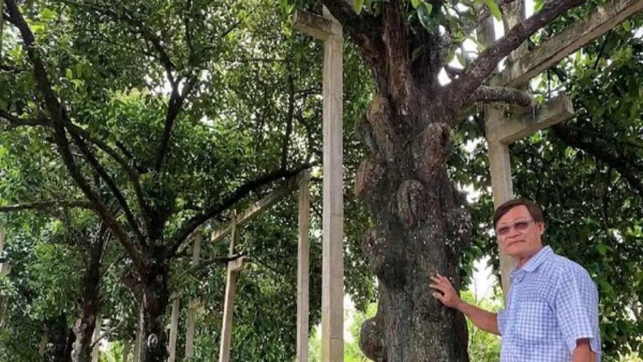 Cù lao Phong Nẫm không chỉ độc lạ măng cụt 100 tuổi