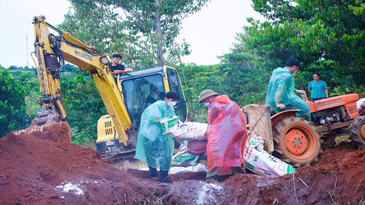 Đàn heo của hộ dân ở Lâm Đồng nhiễm bệnh tả châu Phi