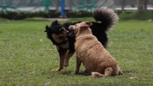 Dắt chó ra đường không đeo rọ mõm sẽ bị phạt 2 triệu đồng