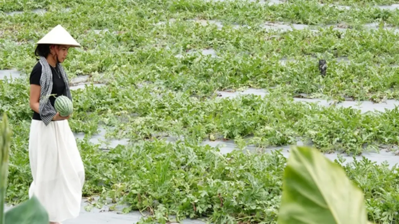 Đi cà phê được hái dưa hấu tại ruộng, trải nghiệm khiến ai cũng thích thú