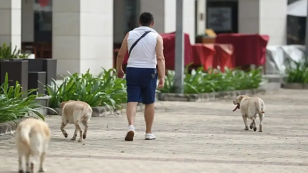 Điểm nóng dữ liệu: Hàng xóm nuôi chó thả rông không rọ mõm