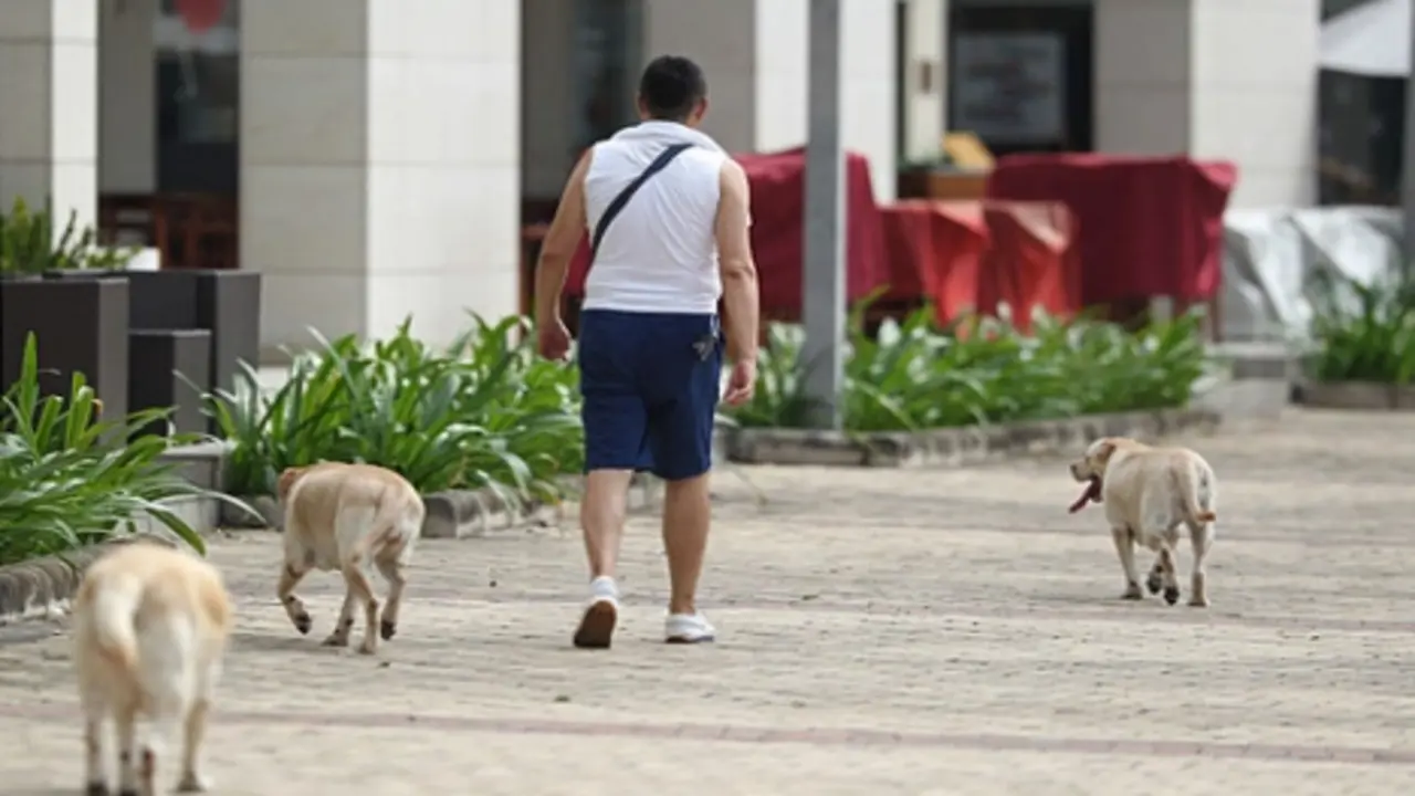 Điểm nóng dữ liệu: Hàng xóm nuôi chó thả rông không rọ mõm