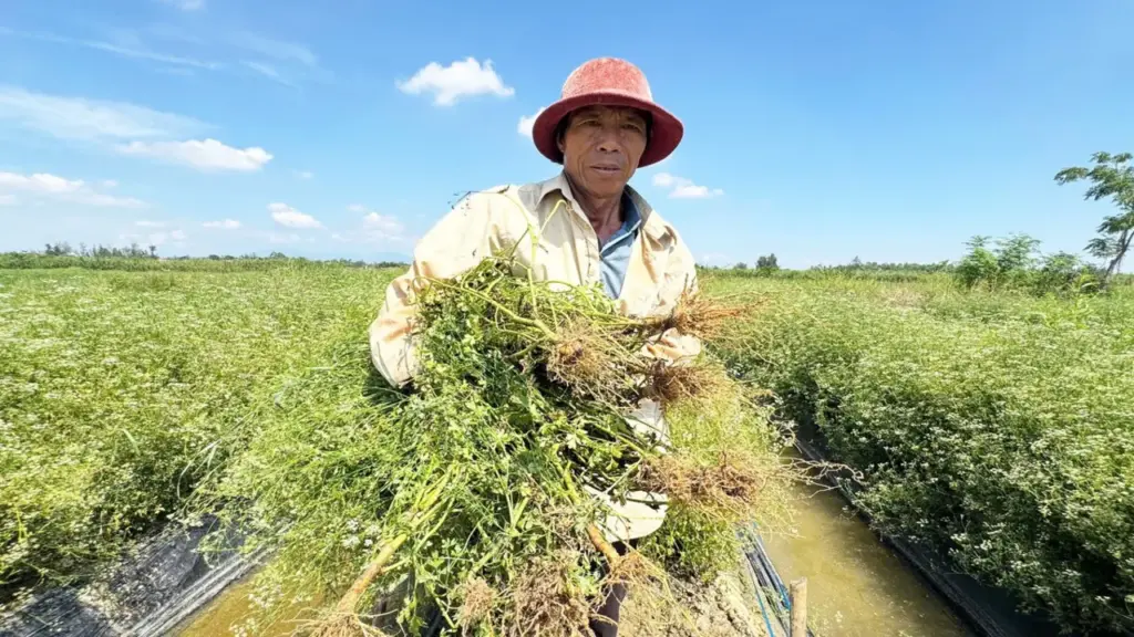 Đồng 'lá thơm' ở Đà Nẵng mùa thu hoạch, từ đầu làng cuối xóm ngát hương