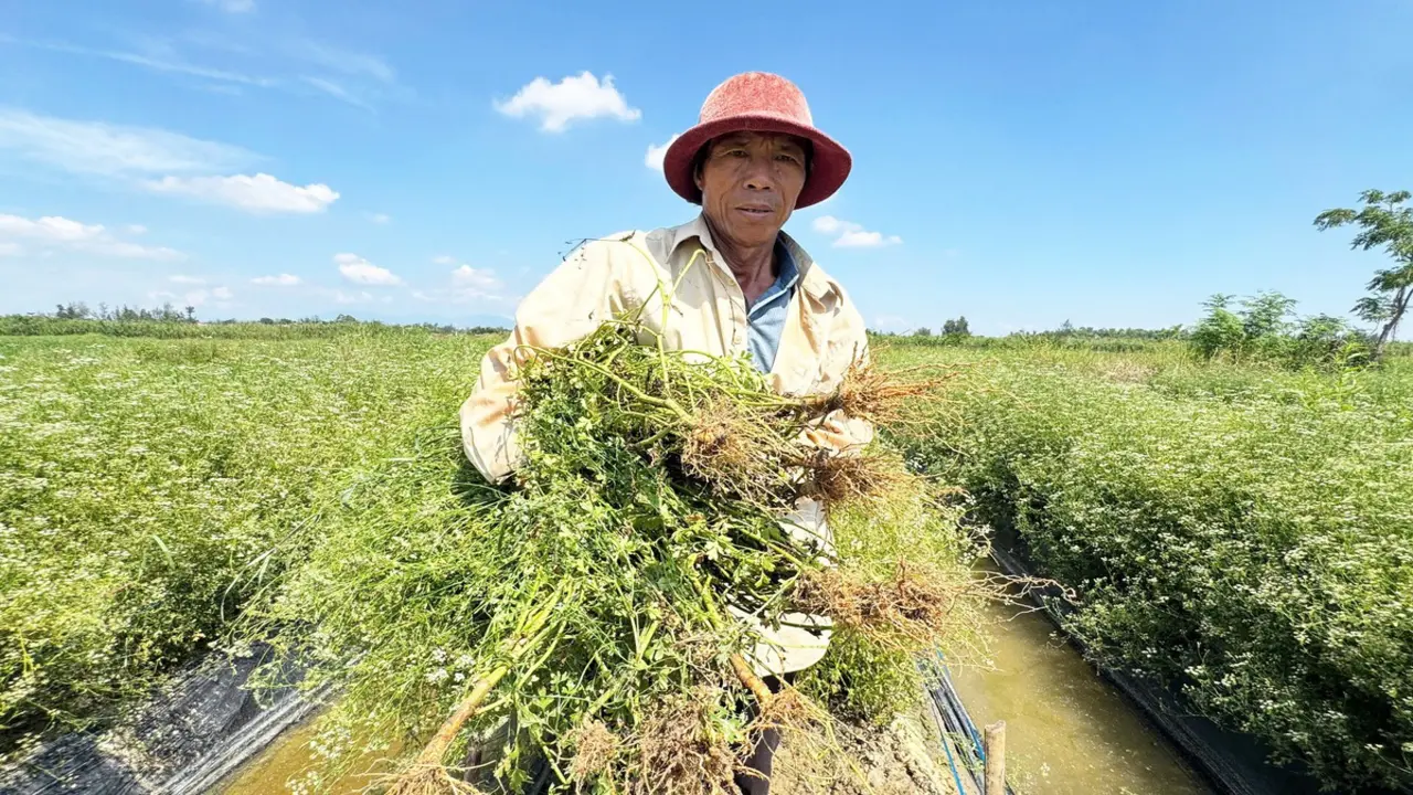 Đồng 'lá thơm' ở Đà Nẵng mùa thu hoạch, từ đầu làng cuối xóm ngát hương