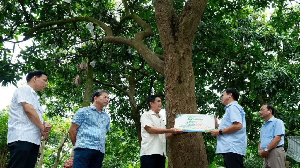 Đồng Tháp gắn tuổi cho 21 cây ăn trái, có cây xoài 60 tuổi