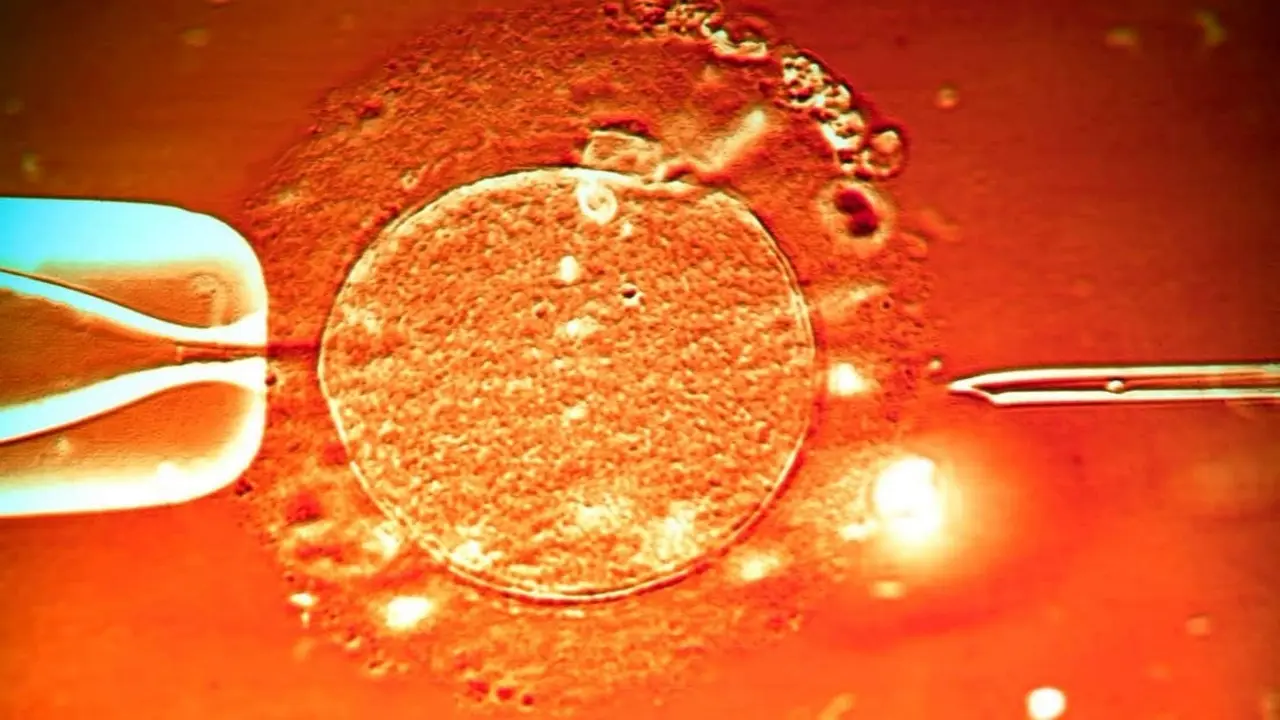Đột phá mới: IVF có thể thực hiện ngay trong cơ thể người mẹ
