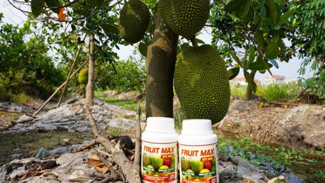 FRUIT MAX NPK 8000: Giải pháp nuôi trái lớn nhanh, bóng đẹp, nặng ký, nâng tầm giá trị nông sản xuất khẩu