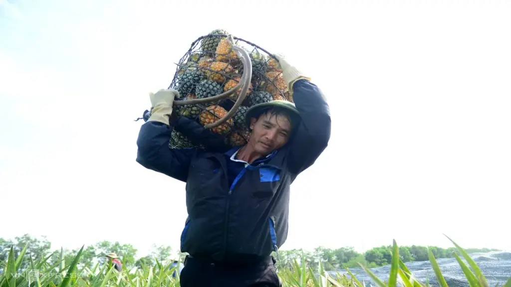 Giá dứa gai giảm sâu, nông dân lo lỗ nặng