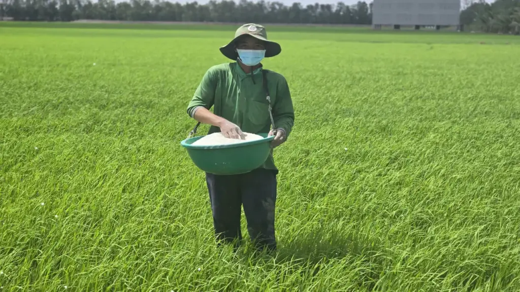 Giá gạo châu Á tăng mạnh nhất gần 20 năm, cơ hội nào cho Việt Nam?