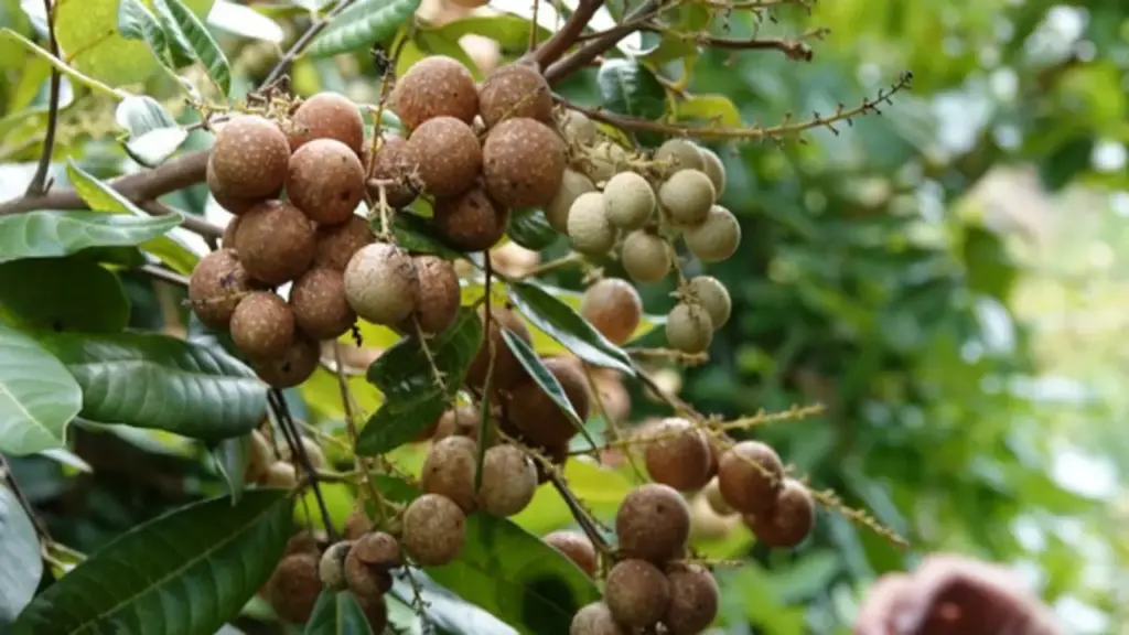 Giống nhãn lạ ở miền Tây: Trái còn xanh vẫn ngọt, khách ăn thử đều bất ngờ