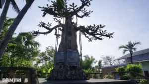 Giữ nguyên trạng cây đa cổ thụ bằng bê tông ở di tích Nước Mặn