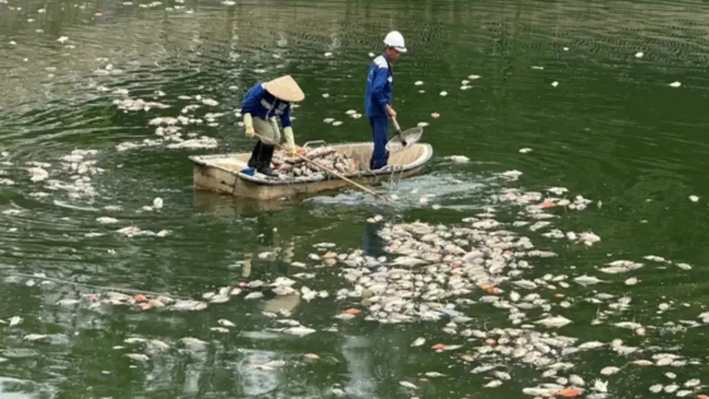 Hà Nội: Cá chết hàng loạt, nổi trắng hồ điều hòa công viên Nghĩa Đô