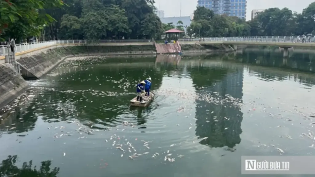 Hà Nội: Cá chết nổi trắng hồ Nghĩa Đô