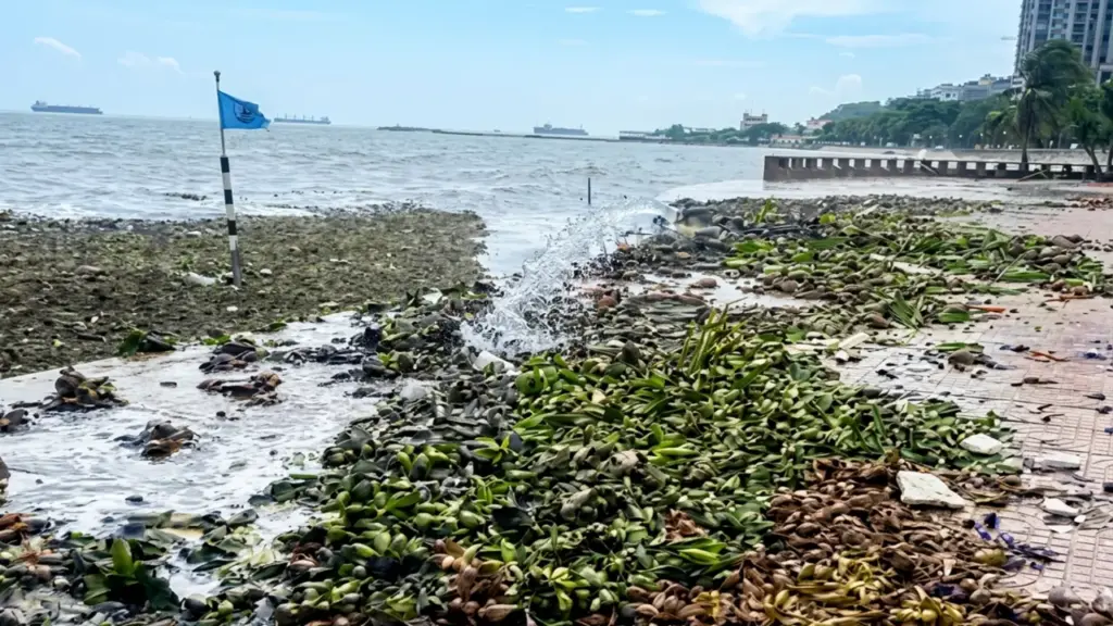 Hàng chục tấn lục bình tràn ngập bãi tắm ở Vũng Tàu