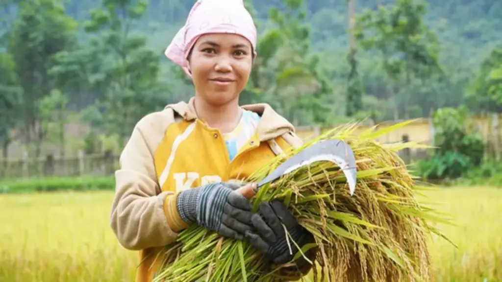 Hành trình làm lúa nước của người Rục sau 65 năm bước ra từ hang đá
