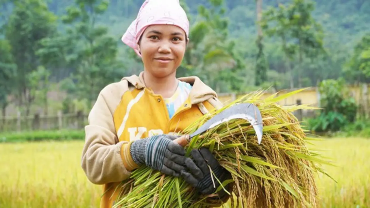 Hành trình làm lúa nước của người Rục sau 65 năm bước ra từ hang đá