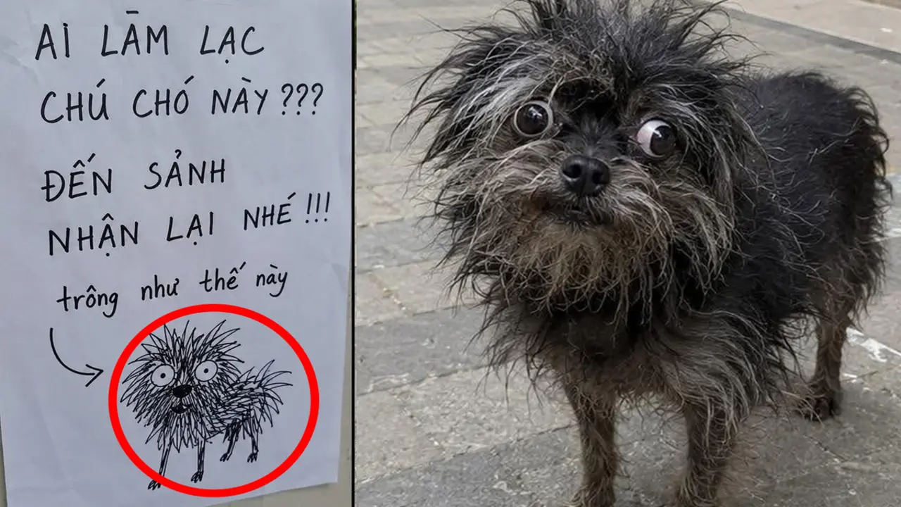 Hình vẽ chú chó đi lạc giống bản gốc đến từng sợi lông