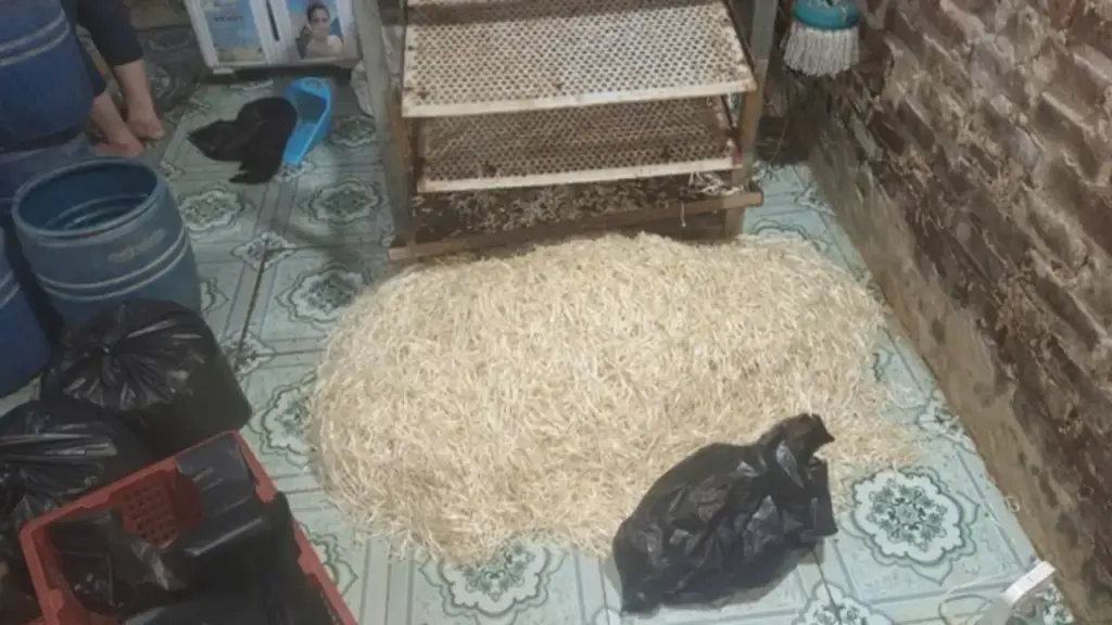 Hưng Yên: Khởi tố đối tượng sử dụng chất cấm sản xuất gần 800kg giá đỗ tuồn ra thị trường