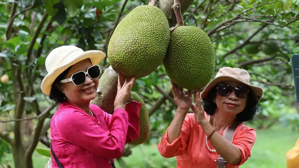 Khách đổ đến thủ phủ trái cây ở Đồng Nai trải nghiệm hái quả