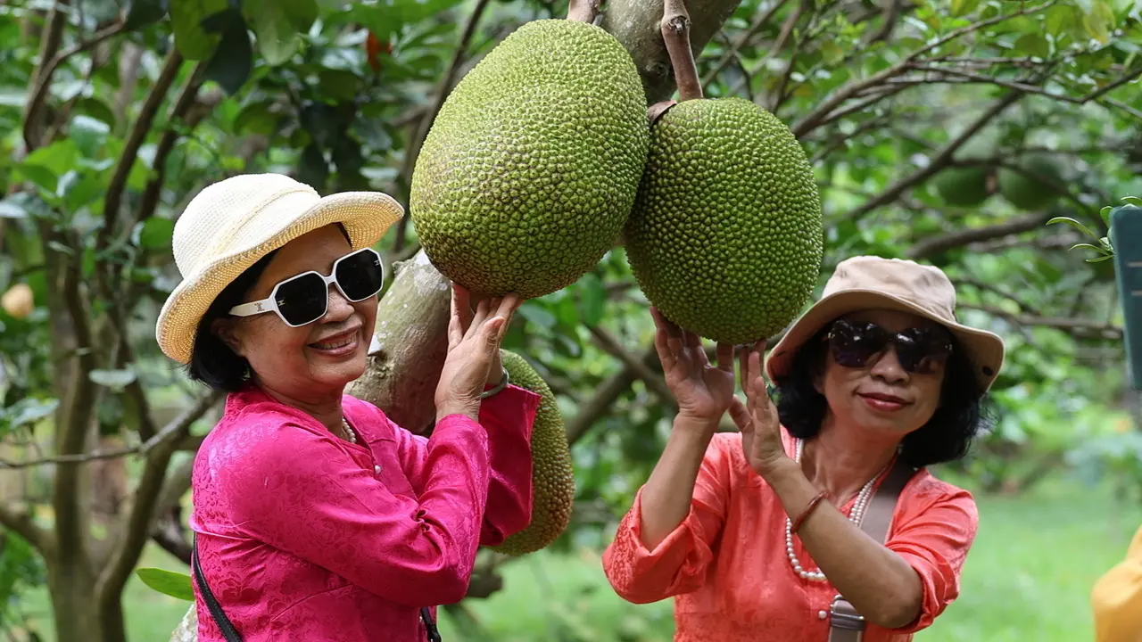 Khách đổ đến thủ phủ trái cây ở Đồng Nai trải nghiệm hái quả
