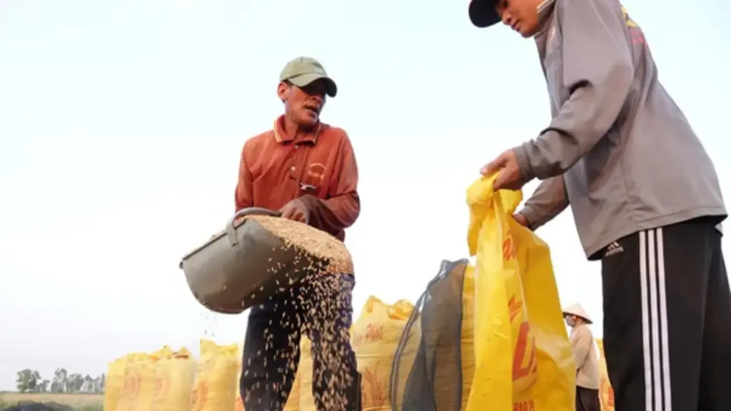 Khách mua gạo lớn nhất của Việt Nam lo thiệt hại nặng vì El Nino mạnh