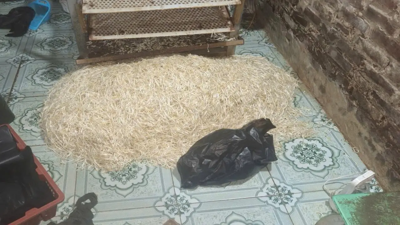 Khởi tố chủ cơ sở dùng chất cấm sản xuất gần 800kg giá đỗ