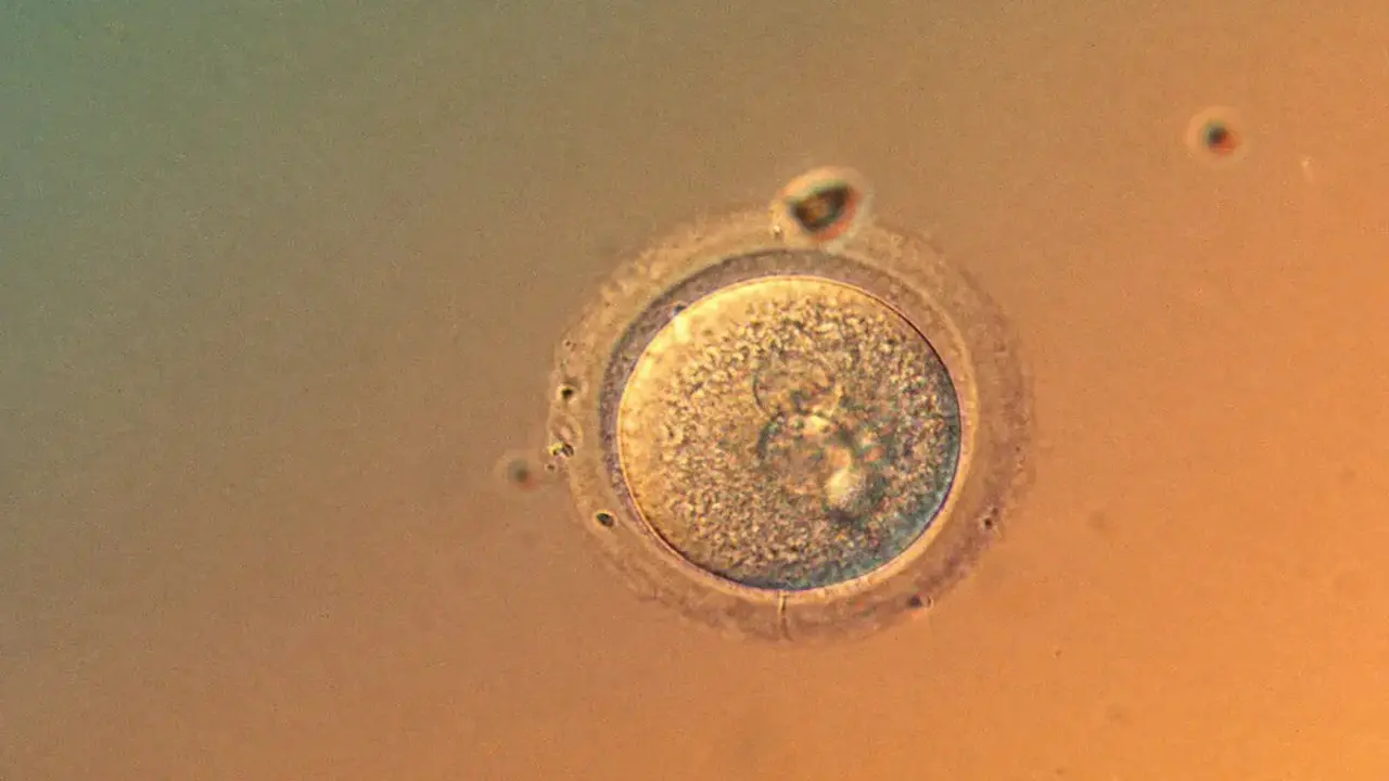 Lần đầu chỉnh sửa chính xác gene trong phôi người, mở ra cơ hội và tranh cãi mới